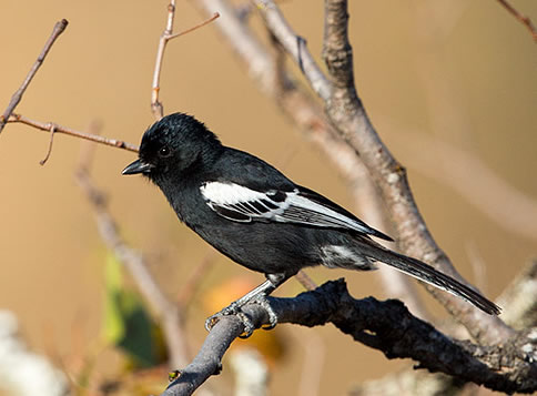 Southern Black Tit male